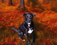 Adventurer Picture Adventurer